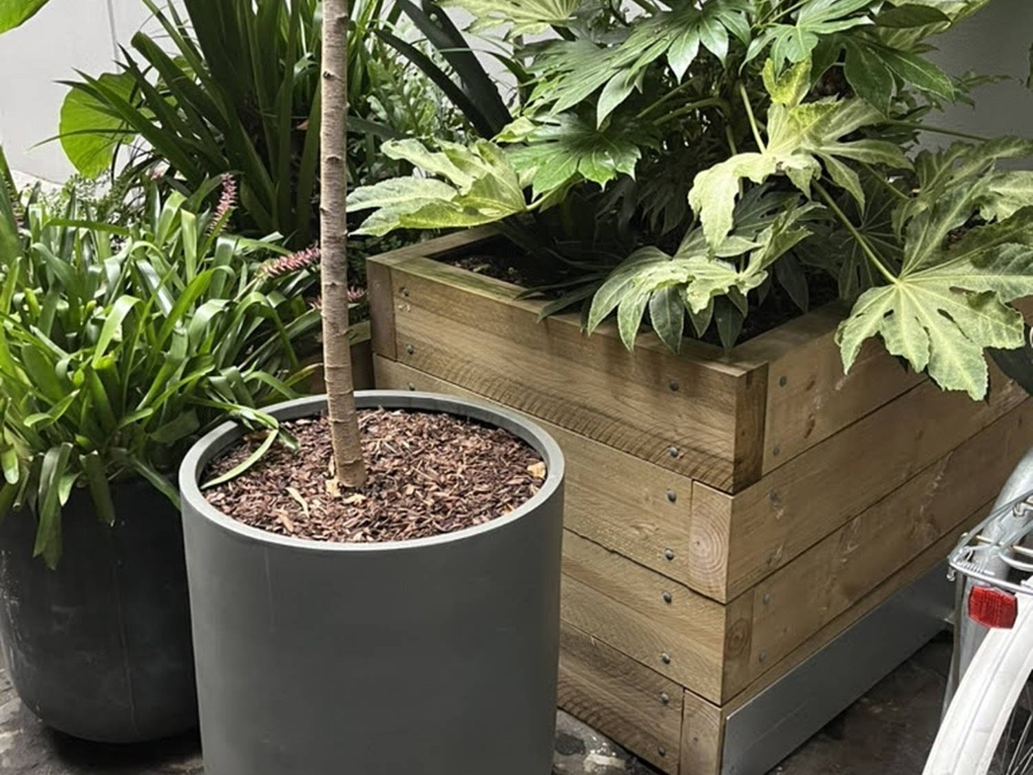 Gro Module Pine